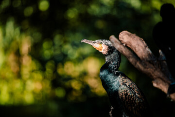Kormoran in seitlicher Aufnahme