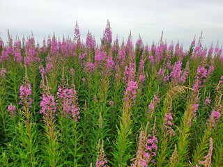 Masses of Rosebay Willow-herb flowers
