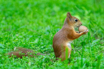 Naklejka na ściany i meble Squirrel in the green grass. Cute squirrel. Squirrel in summer park.