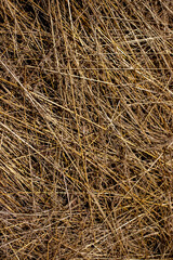 The straw lies on the ground, top view. Chaotically scattered stems of cut crops in the sun. Thatch grass on a sunny day.