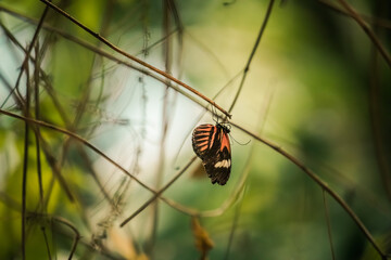 Schwarz-orange-weißer Schmetterling hängt auf zartem Ast