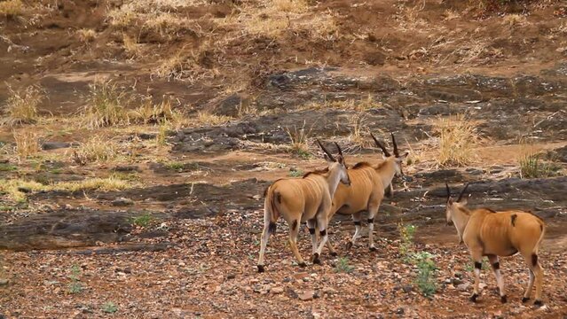 Three Common eland  male walking rear view in dry land in Kruger National park, South Africa ; Specie Taurotragus oryx family of Bovidae