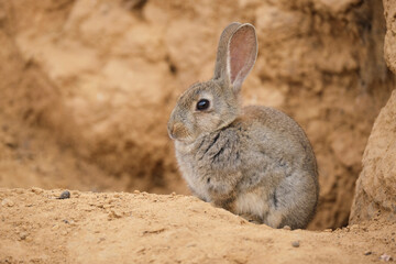 Cute rabbit near sandstone cliff