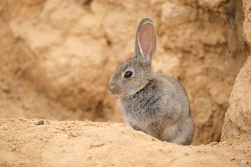 Wild sylvilagus audubonii rabbit in desert