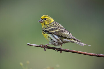 Bright yellow bird on thin twig