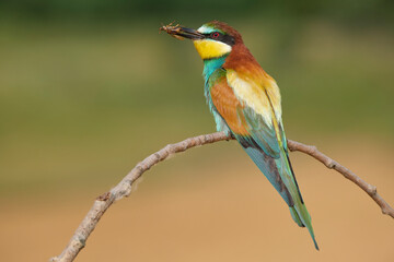 Bee eater with fly sitting on sprig