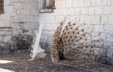 Two peafowl, one a white peahen and the other an opal peacock, displaying their feathers in a mating ritual in the garden at Chateau du Rivau, Loire Valley, France.