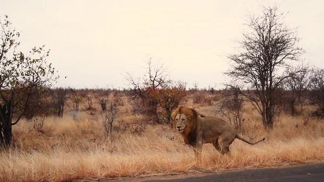 African lion defacating along safari road in Kruger National park, South Africa ; Specie Panthera leo family of Felidae