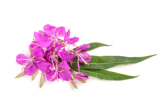 Flowers and leaves of the medicinal herb ivan-tea (ivan-grass, kipreya, epilobium) on a white isolated background. Template for the design, close-up. Traditional medicine.