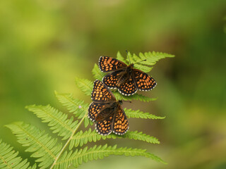 Two Heath Fritillaries Resting Wings Open on a Fern
