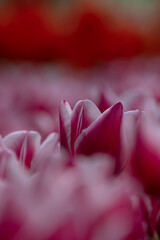 Spring blossom wallpaper or canvas print photo. Pink tulip in focus
