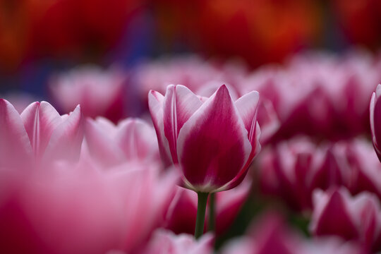 Tulip wallpaper or canvas print photo. Pink tulip in focus
