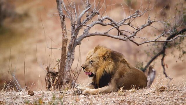 African lion yawning in Kruger National park, South Africa ; Specie Panthera leo family of Felidae