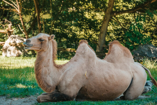 Trampeltier liegt im Gras