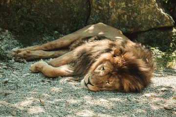 Schlafender Löwe