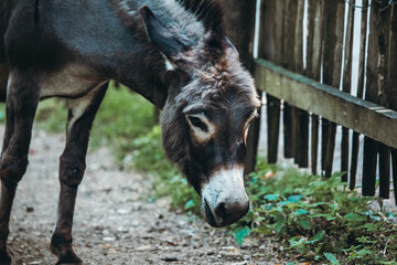 Hausesel hinter Holzzaun