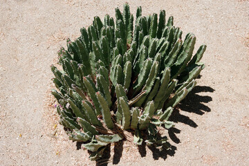 A dense group of cacti in the desert sand