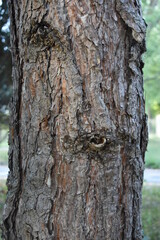 old tree bark as texture for background