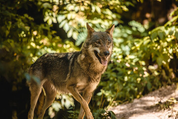 Stehender Wolf mit raushängender Zunge