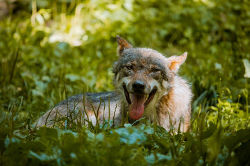 Wolf liegt im Gras und streckt Zunge raus