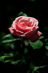 Colorful summer flowers in the garden