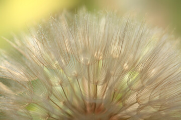 Naklejka na ściany i meble Fluffy dandelion on nature background