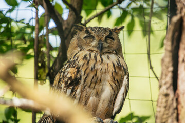 Uhu in Außengehege