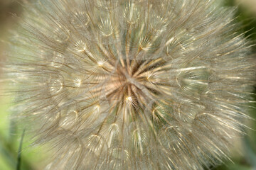Fluffy dandelion on nature background