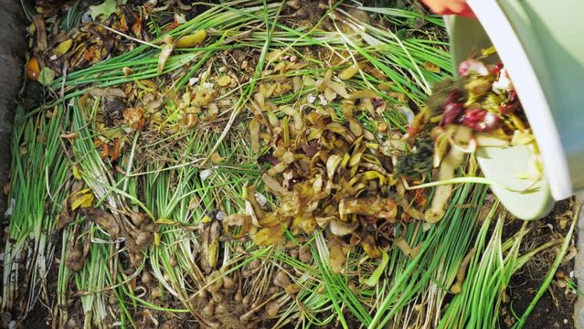 Farmer dumps waste in a compost heap. Close up. The concept of organic farming and ecological vegetable growing