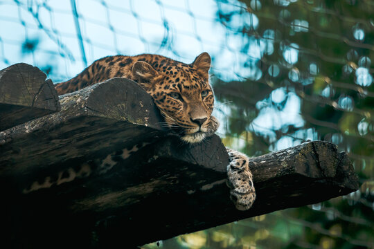Armurleopard liegt auf Holzplattform