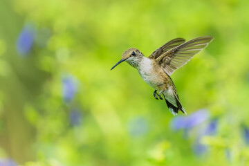 Closeup of female Ruby-throated Hummingbird (Archilochus colubris) in flight