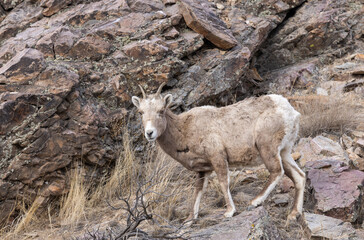 Bighorn Sheep Ewe in Winter in Idaho