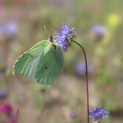 Yellow buckthorn butterfly sits on a flower in a meadow
