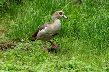 Egyptian goose taking a step