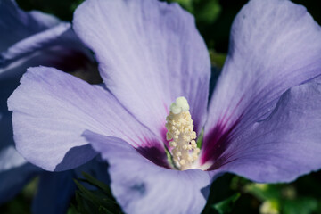 Hibiskus © Vanell