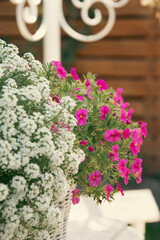 Decorative garden flowering plant.