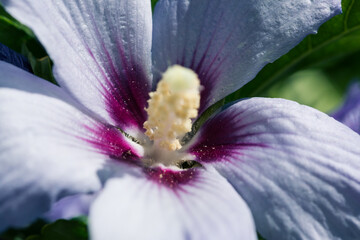Hibiskus © Vanell