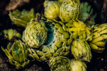 Fototapeta premium Sempervivum pumilum