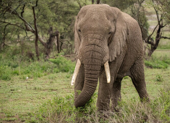 Elephant roaming the plains of Tanzania. 