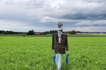 scarecrow in a jacket, cap and pants against a stormy sky in a farmer's field. A scarecrow in a fancy Halloween costume drives away birds in a field of peas. terrible scarecrow scares birds and people