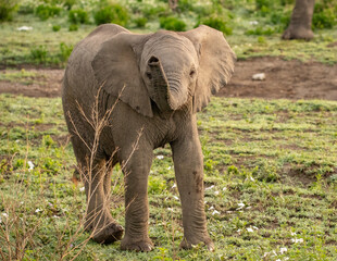 Fototapeta na wymiar Elephant roaming the plains of Tanzania. 