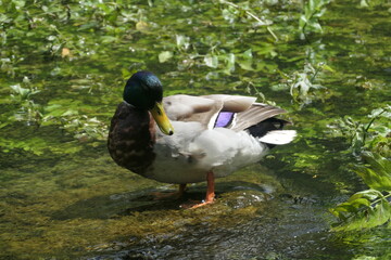 Canard qui marche dans l'eau