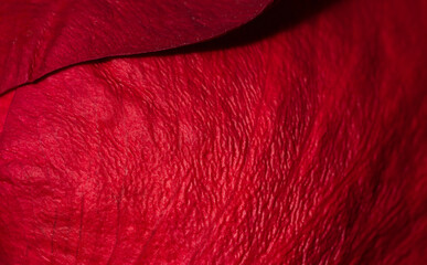 Red rose petal in the scale macro. Rose petal structure close-up. Abstract natural background.