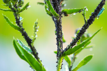 Many dark grey aphids on a young plant stem. Aphids are small sap-sucking insects. Greenfly and blackfly