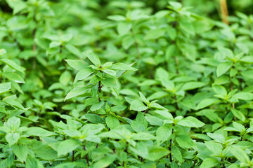The Basil is grown in Southeast Asia.