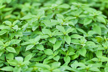 The Basil is grown in Southeast Asia.