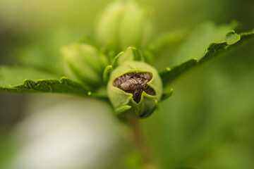 budding rose of sharon