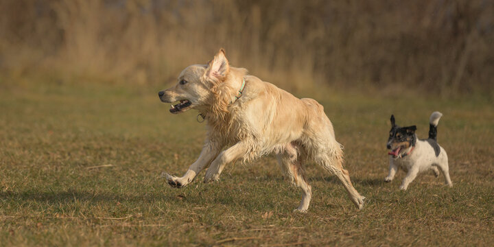 Funny young, old, big and small dogs play with each other. Labrador and Jack Russell Terrier dog