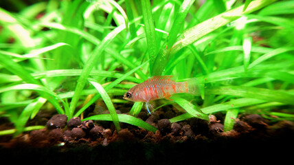 Scarlet badis, Dario dario tropical freshwater fish