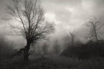 Creepy dark landscape showing misty dark forest in autumn